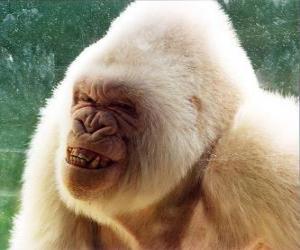 yapboz o biri farkında Snowflake, dünyadaki tek albino goril